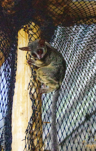 Galagos, also known as bush babies or nagapies, are small nocturnal primates