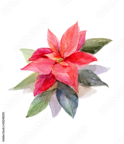 Watercolor poinsettia flower. Isolated on white.