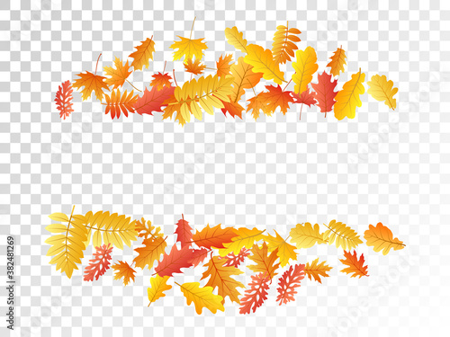 Oak, maple, wild ash rowan leaves vector, autumn foliage on transparent background.