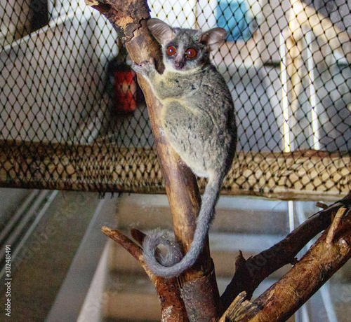 Galagos, also known as bush babies, nagapies or night monkeys, are small primates from the family Strepsirrhini