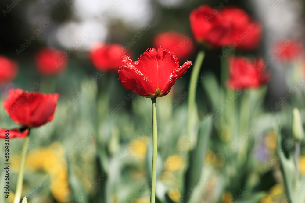 Obraz premium Tulips in the garden. Tulips in the spring.
