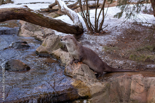 wild otter in winter in the park by the flowing river. otters in the flowing cold water of a wild river