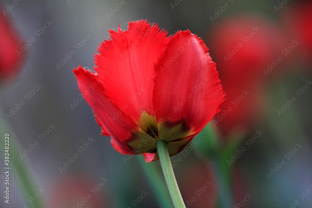 Tulips in the garden. Tulips in the spring. Tulips in the garden. Tulips in the spring.