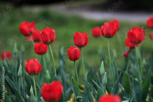 Tulips in the garden. Tulips in the spring.