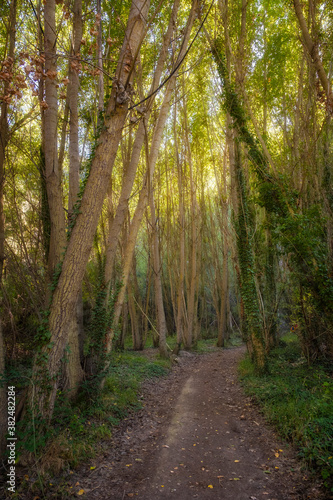 A path surrounded by tall poplars in early autumn in the Barranco del Rio Dulce natural park in Aragosa Guadalajara Spain, vertical