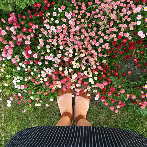 A Woman Looking Down Over English Daisy Flowers Growing In A Garden photo