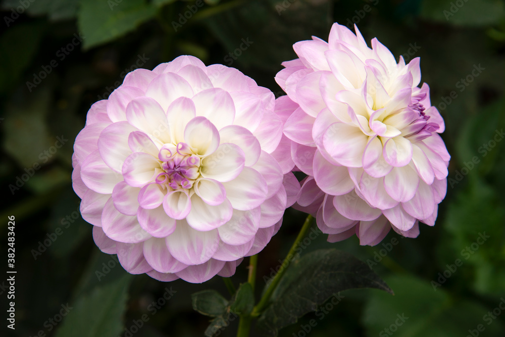 Pink and White Dahlia flowers