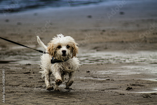 little dog on a leash running along the beach  © maaramore©	