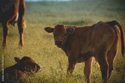calf on pasture
