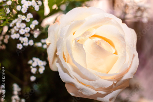 white rose closeup