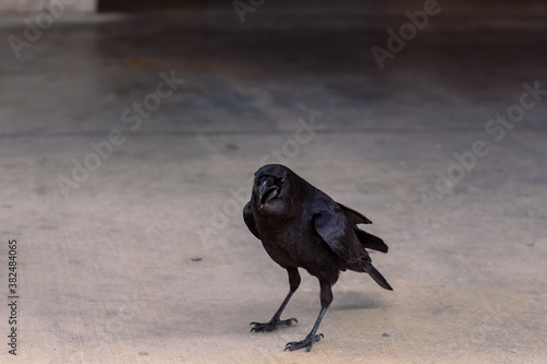 crow on the ground