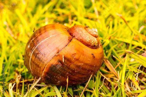 snail on the grass