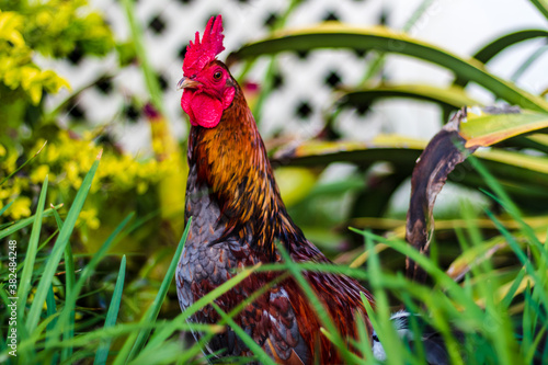 rooster in the grass