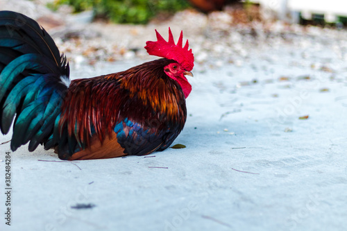 rooster in the yard