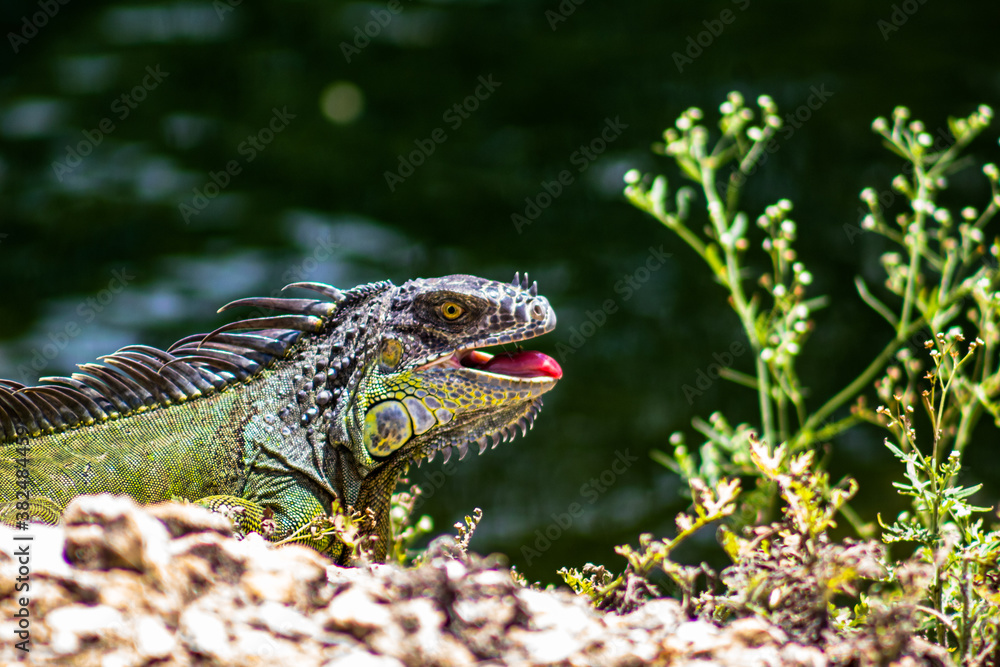 Fototapeta premium Iguana Basking