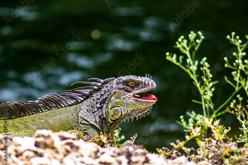 Iguana Basking
