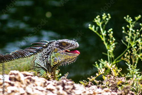 Iguana Basking