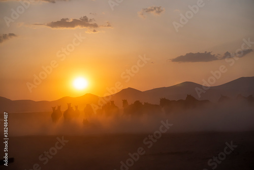 Wild horses run in foggy at sunset. Wild horses are running in dust. Near Hormetci Village, between Cappadocia and Kayseri, Turkey