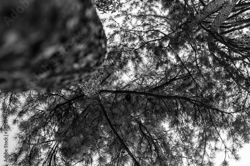 bark background