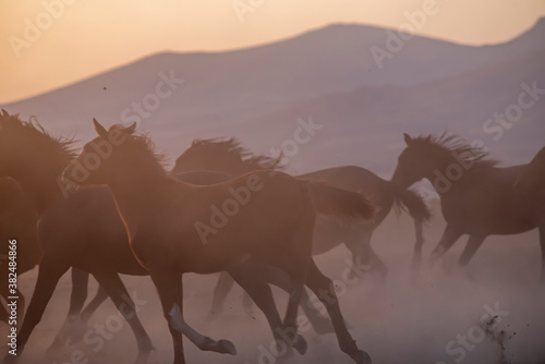 Wild horses run in foggy at sunset. Wild horses are running in dust. Near Hormetci Village, between Cappadocia and Kayseri, Turkey