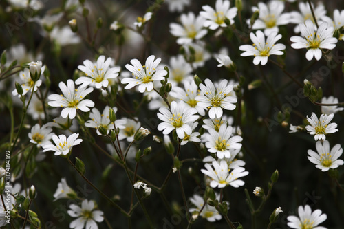 White flowers in the mountains © photokrle