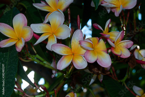 Flowers in a botanic garden