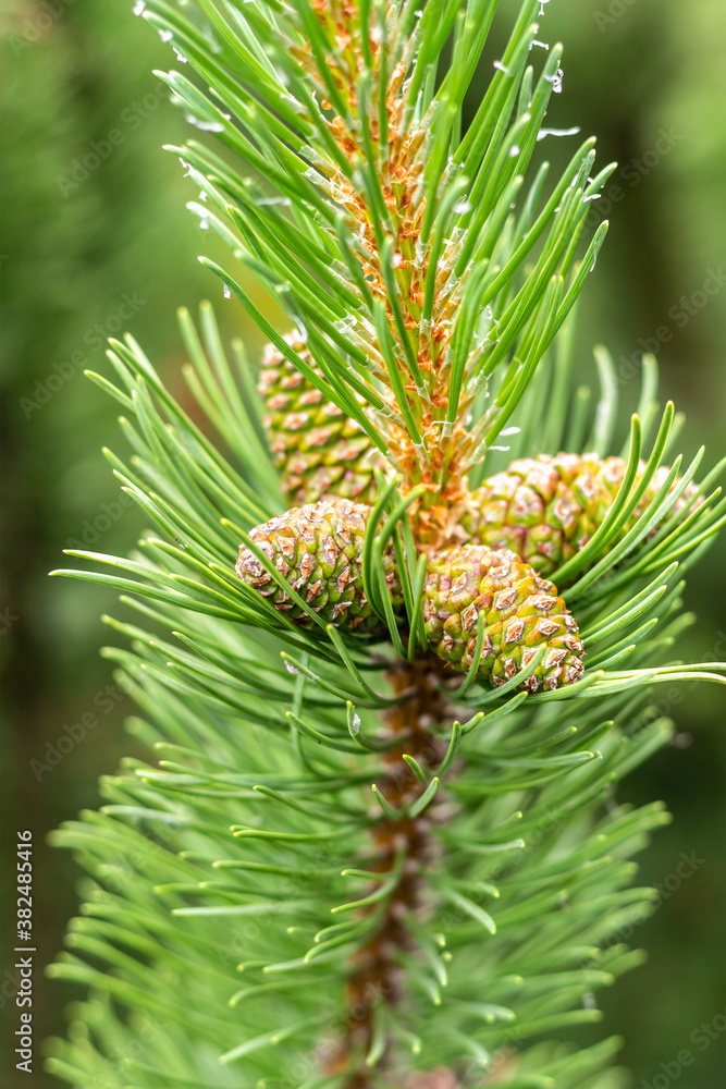green cedar branch with long needles and pine cones vertical background green cedar branch with long needles and pine cones vertical background