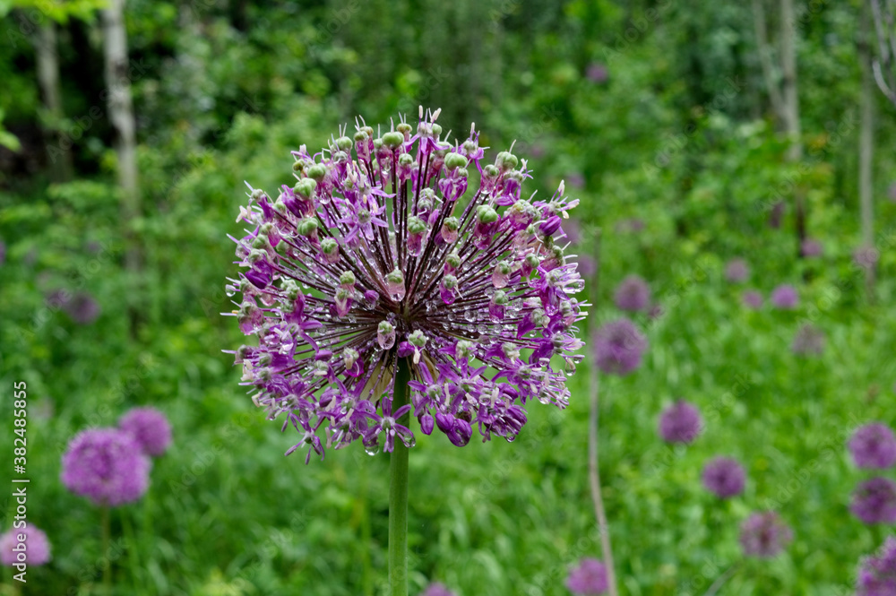 Obraz premium flower