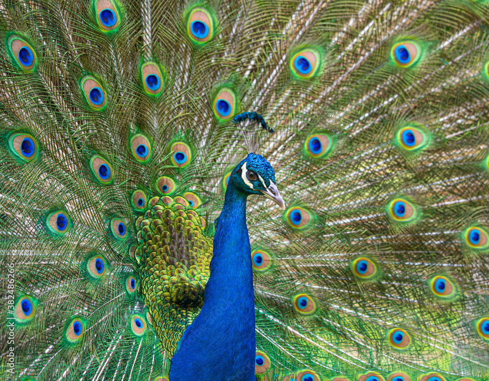 Obraz premium Male Peacock displaying Multicoloured, blue, green, gold, Feathers in Mating show close up low level eyeline view