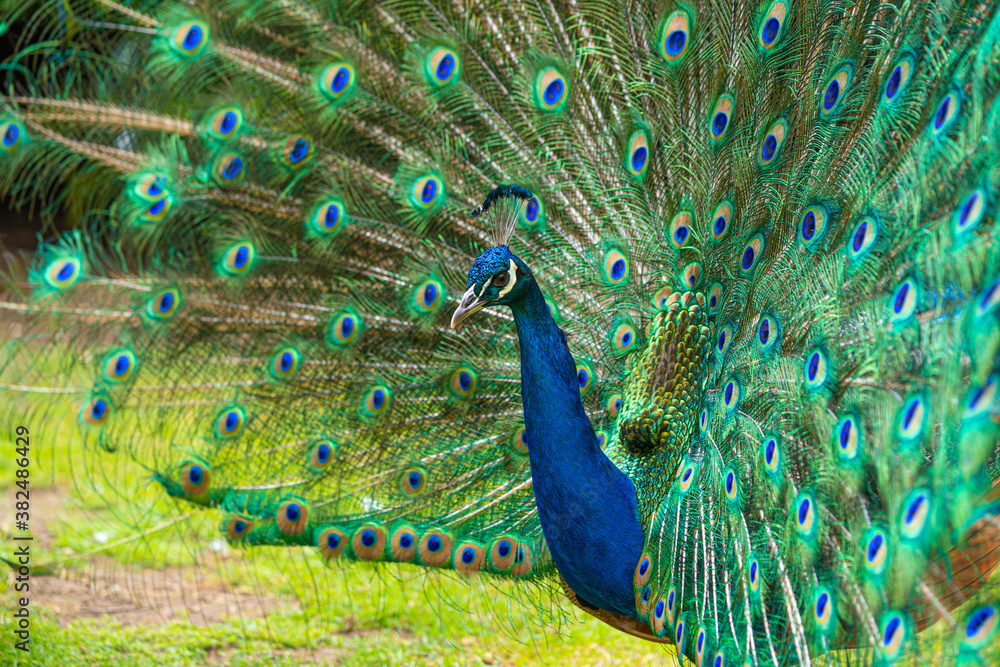 Obraz premium Male Peacock displaying Multicoloured, blue, green, gold, Feathers in Mating show close up low level eyeline view