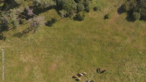 Overhead Drone Flight Over Wildhorses photo