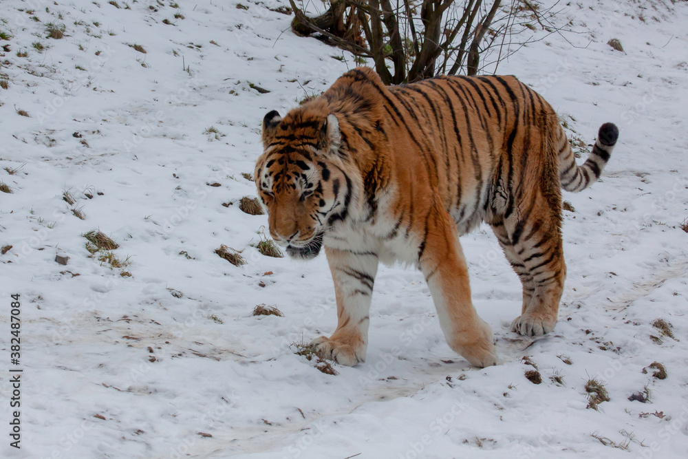 Obraz premium A wild adult tiger walks in the snow in winter
