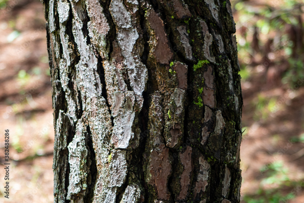 tree bark texture tree bark texture