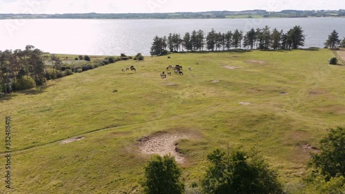 Drone Flight Over Landscape Towards Grazing Horses photo