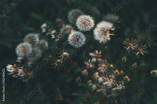 Bunch of Dandellions photo