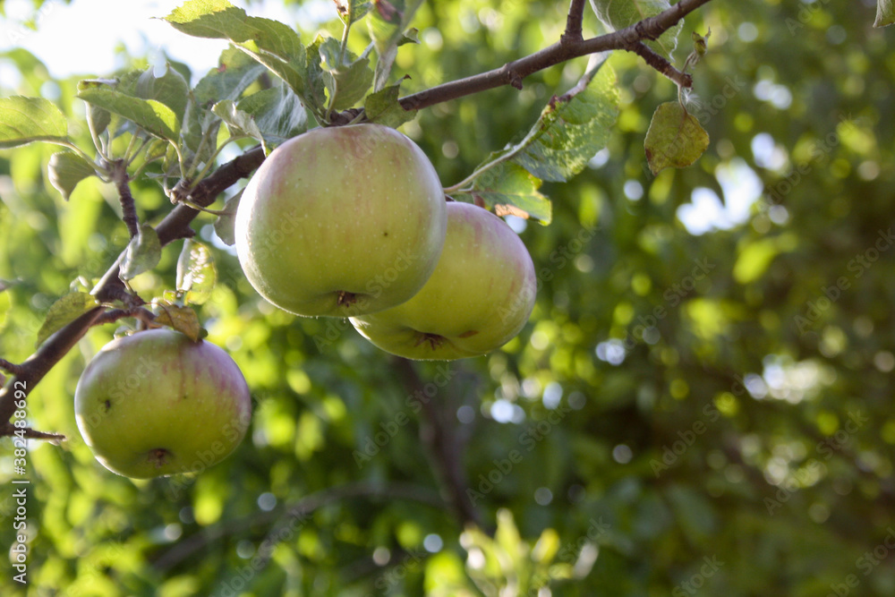 Three green apples in a tree - healthy food
