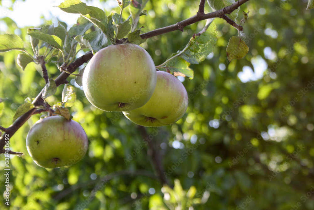 Three green apples in a tree - healthy food Three green apples in a tree - healthy food
