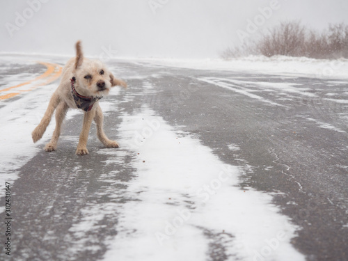 Small dog shaking off in the snow photo