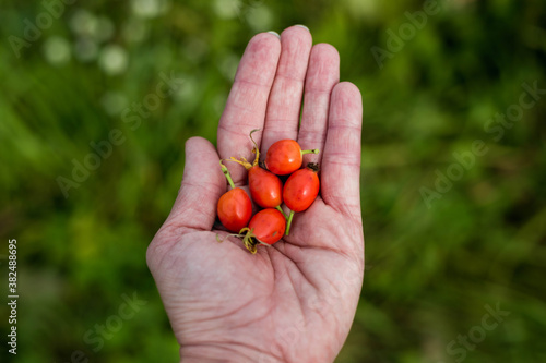 Fresh red berries from the dog rose bush in a woman's hand.