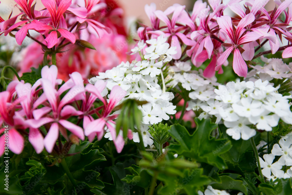 Obraz premium pink and white flowers