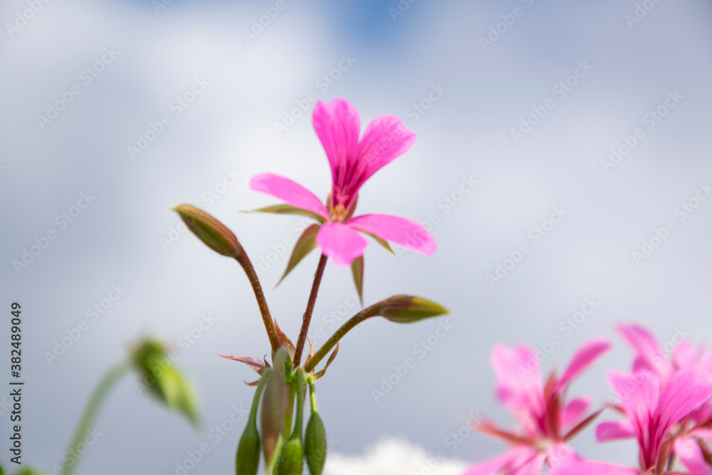 pink flower in the garden