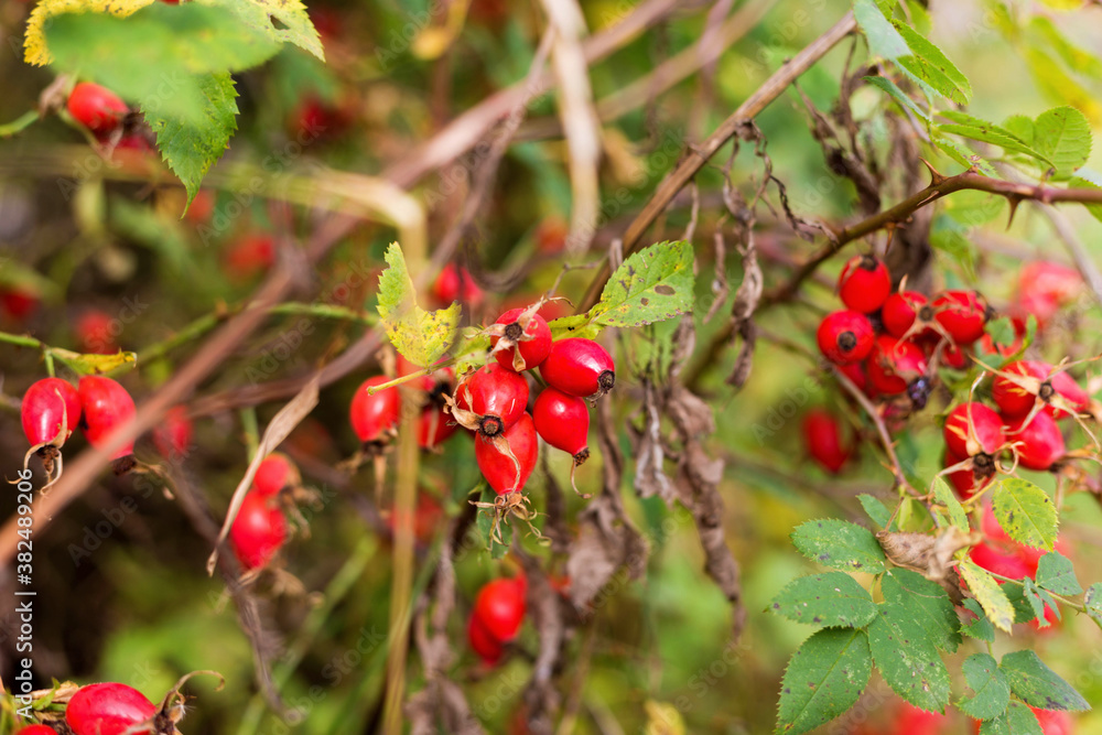 Ripe red autumn briar berries on a rose bush branch. Ripe red autumn briar berries on a rose bush branch.