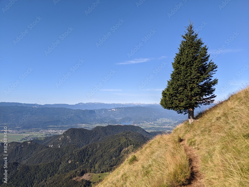 Fototapeta premium Lone tree on the mountain