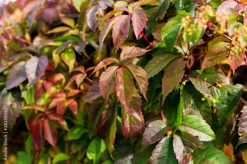 Autumn colored branch of wild grapes with red yellow and green leaves Autumn colored branch of wild grapes with red yellow and green leaves