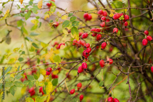 Ripe red autumn briar berries on a rose bush branch.