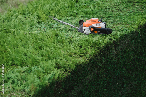 Wallpaper Mural Petrol hedge trimmer sitting on top of a half cut hedge. Torontodigital.ca