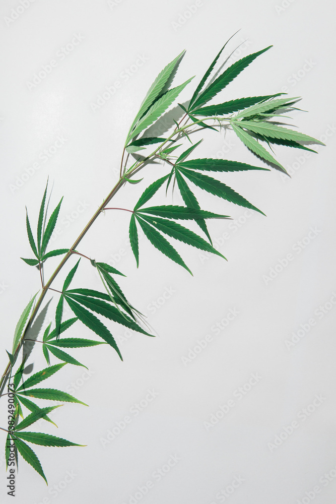 Marijuana plant against a white background. Marijuana plant against a white background.