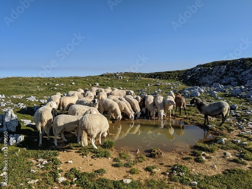 Flock of sheep in the mountains drinking from a pond