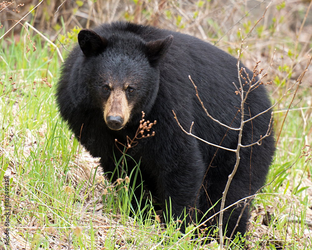 Black Bear Stock Photos.  Bear in the forest with a close up view exposing its body with a blur foliage background. Image. Picture. Portrait.