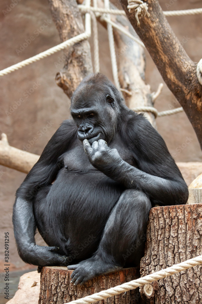 adult black female gorilla sitting on a wooden trunk